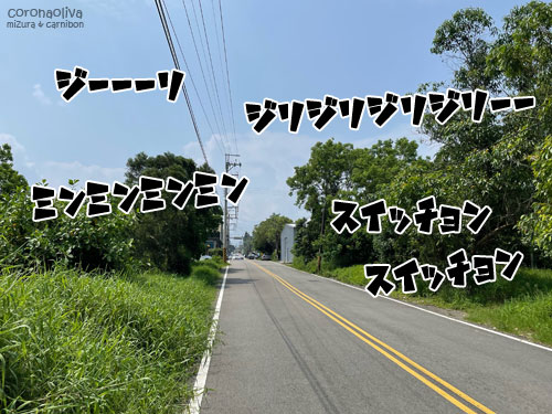道中こんな感じっすわ