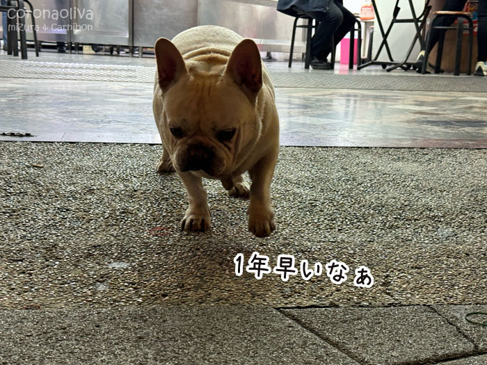 看板犬も年末を感じておるのか