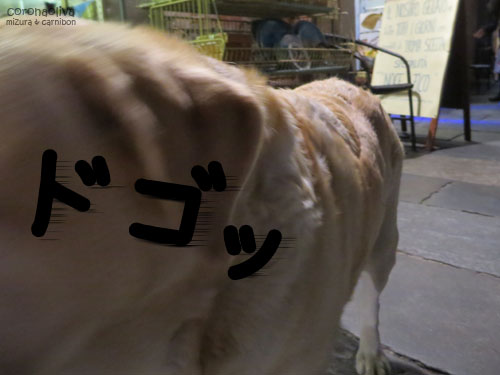 歩けど歩けど適当な店が見つからず、しまいには犬の頭突きをくらう