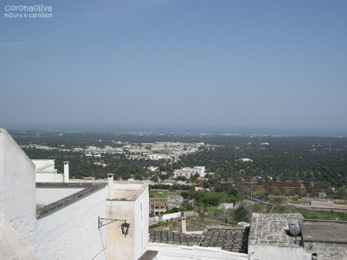 緑のダンゴ状に見えるのはオリーブの樹らしい