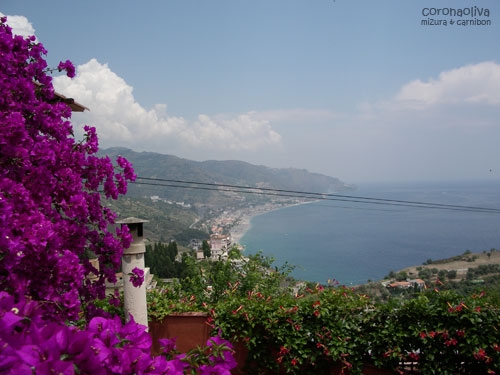 ブーゲンビリア？が欧州の夏を感じさせますねぇ